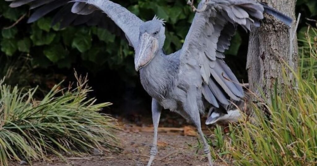 Shoebill birds with long legs and beaks