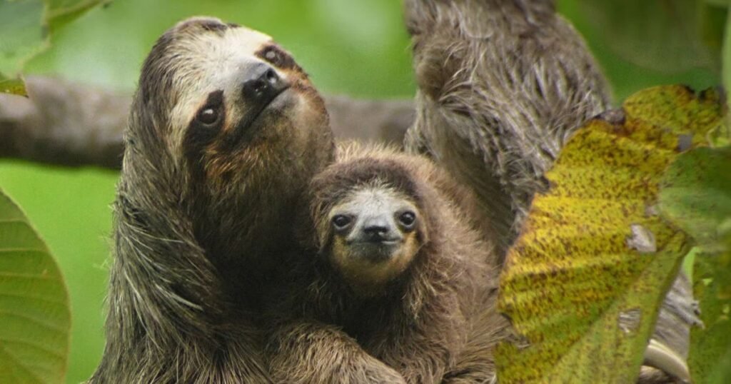 Sloth independent animal