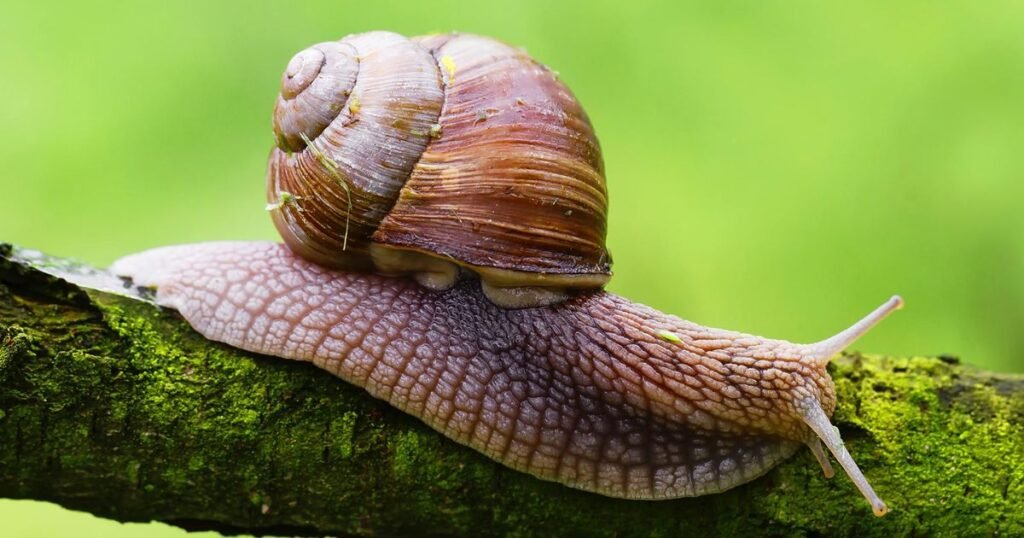 Snail very small quiet animals