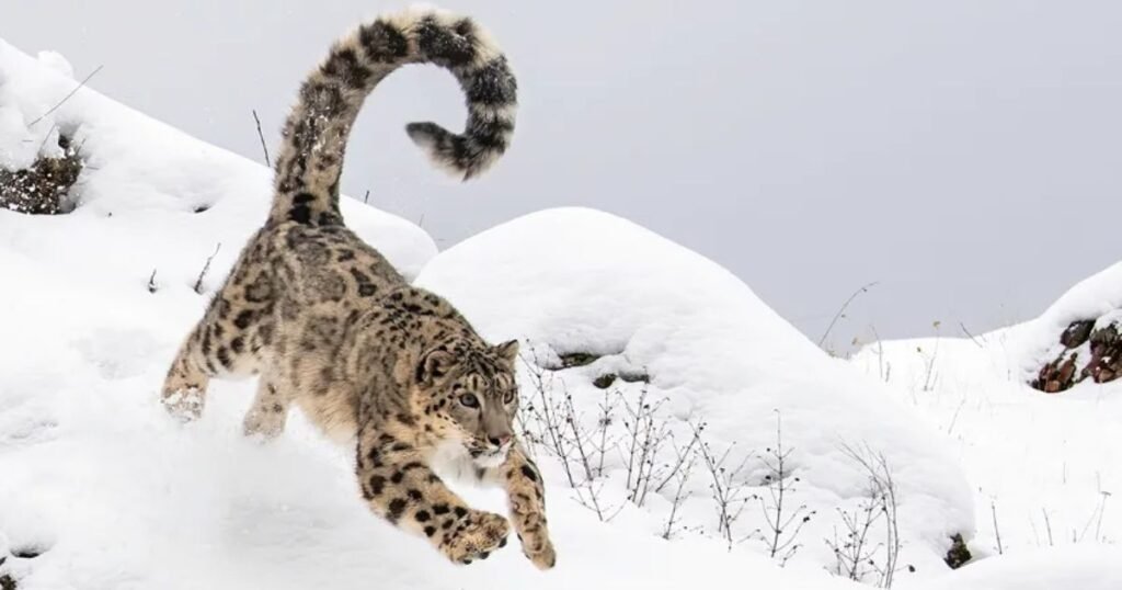 Snow Leopard wild fur animal