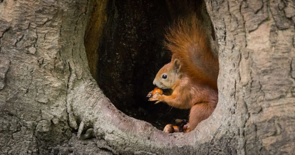 Squirrel energy animal