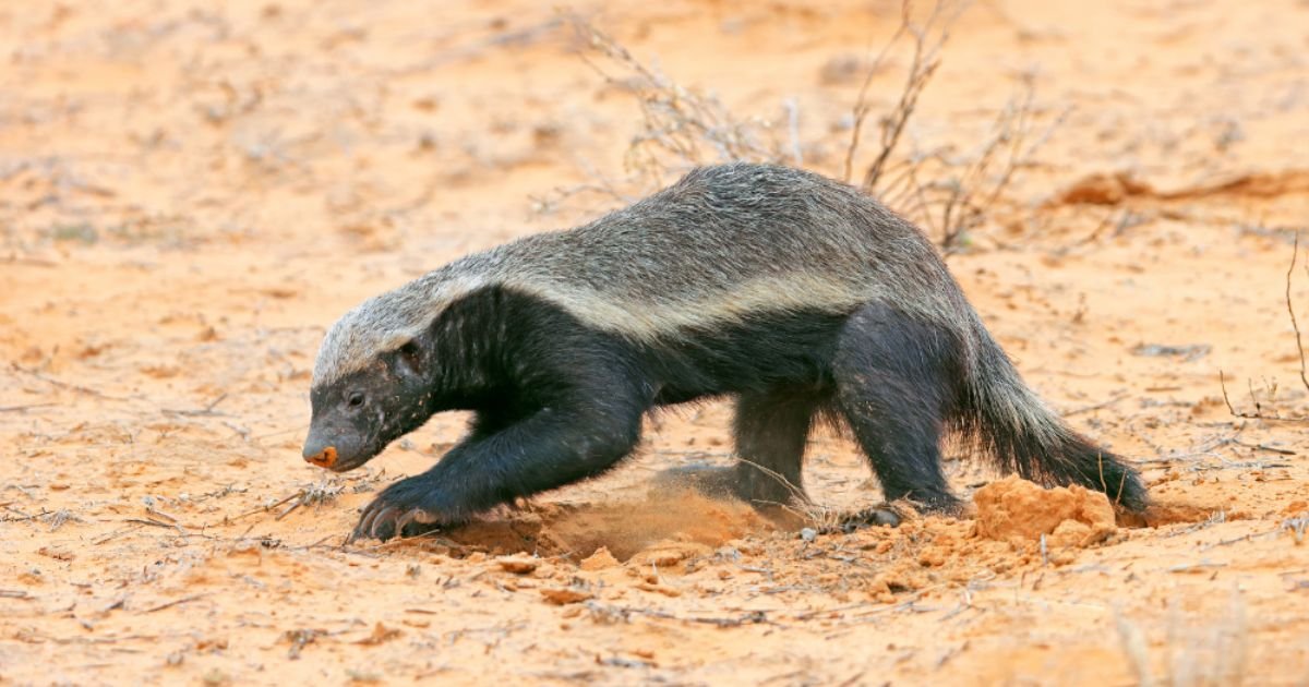 Thickest Skin Animals