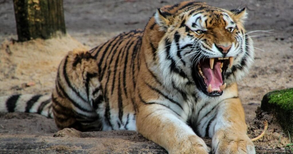 Tiger as independent animal