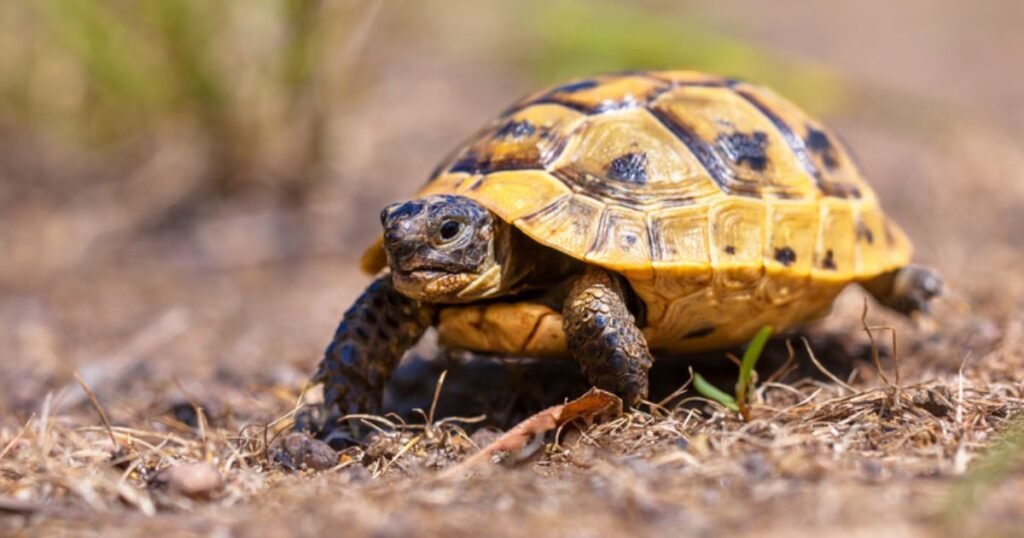 Tortoise shy quiet animal