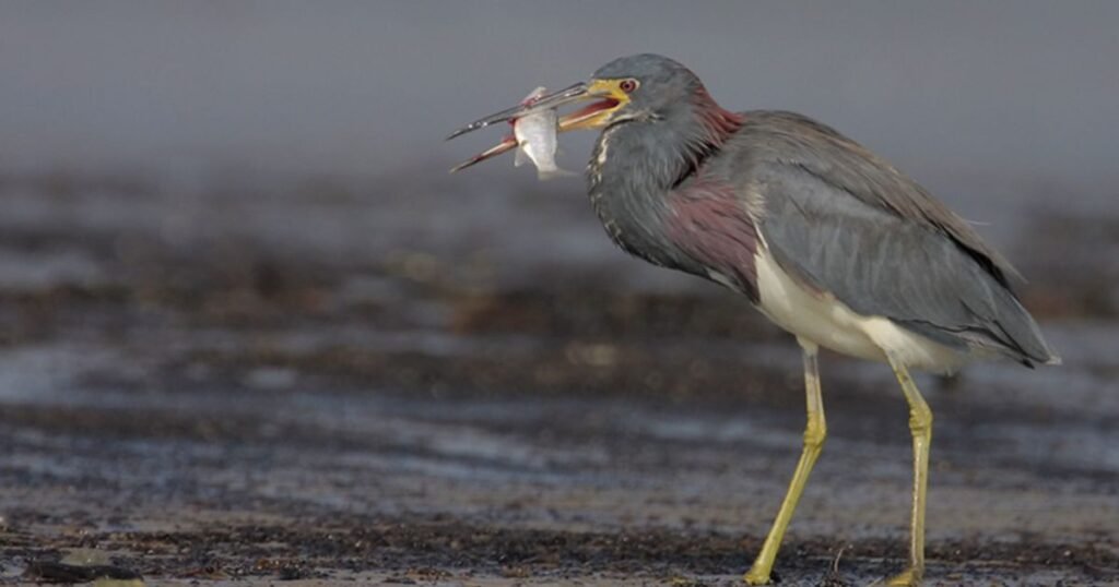 Tricolored Heron long leg bird