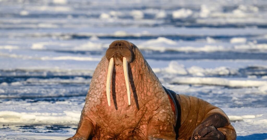 Walrus as thick skin animal in the world