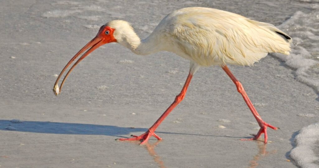 White-faced Ibis bird with long legs