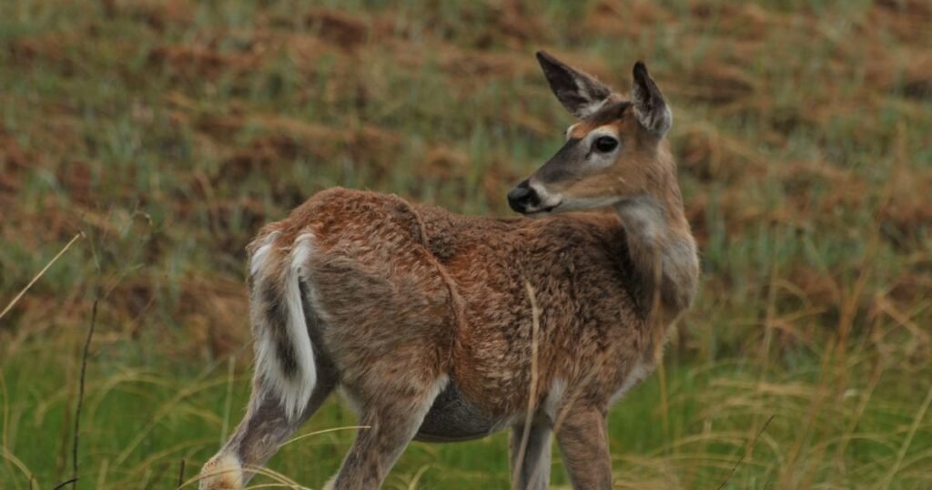 White-tailed Deer loves eating corn cobs