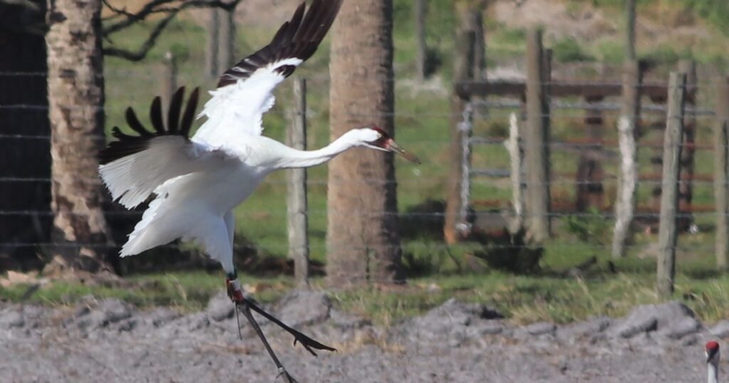 Whooping Crane long legged birds