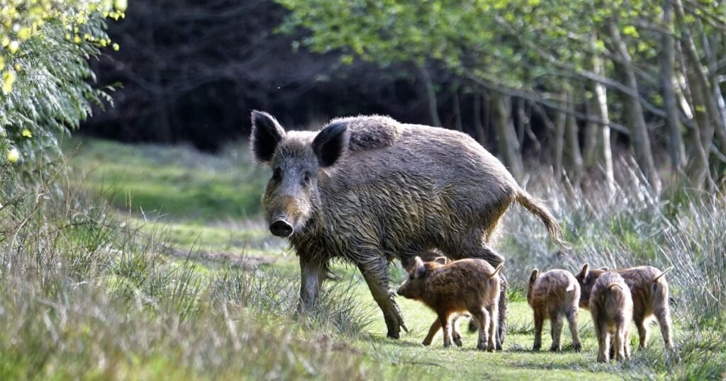Wild Boar thick skinned