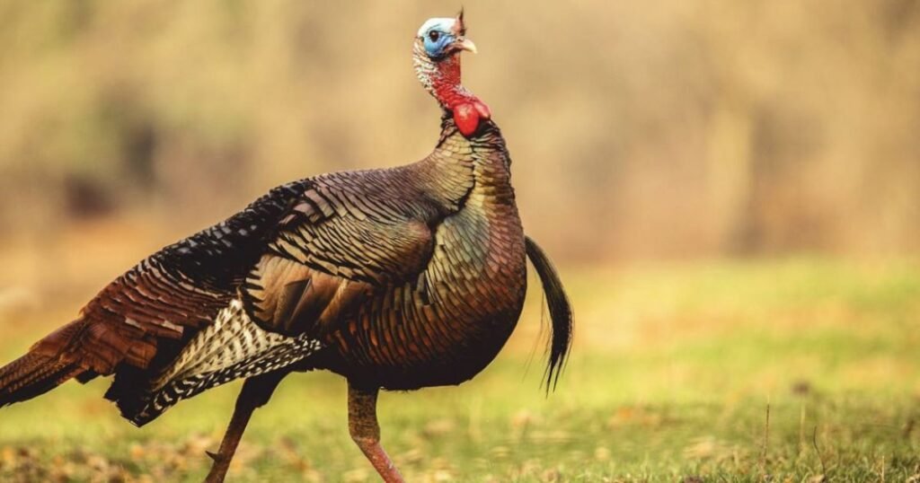 Wild Turkey animal that eats corn plant