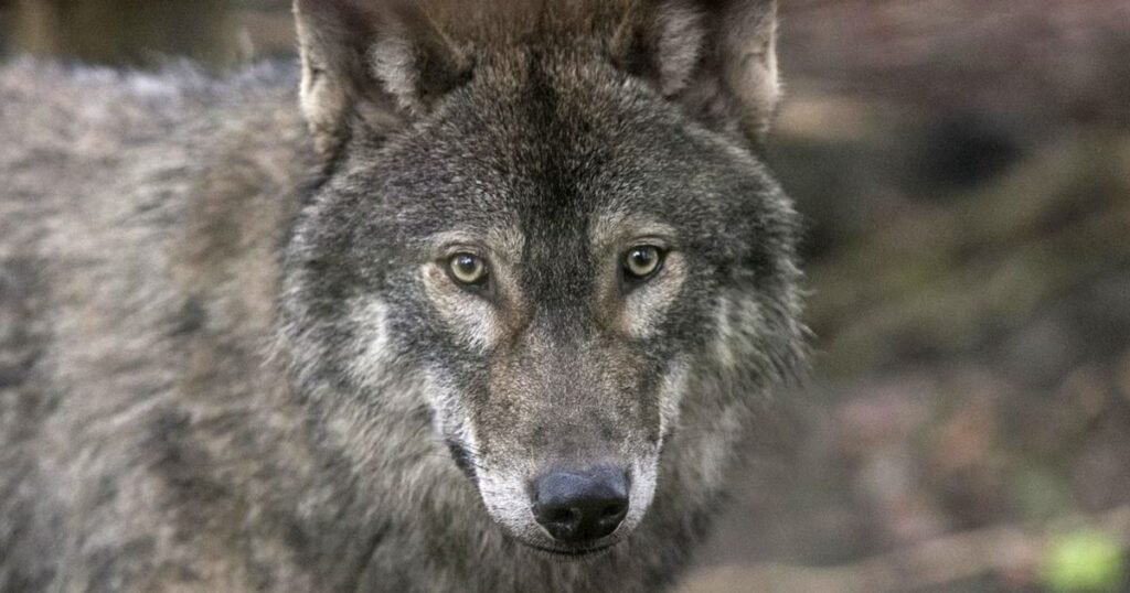 Wolf facts