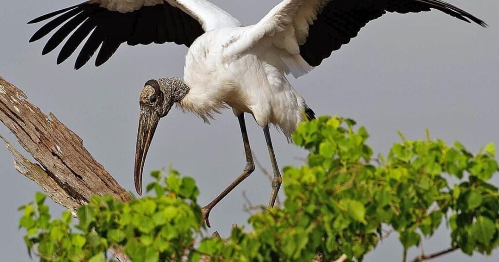 Wood Stork long legged bird