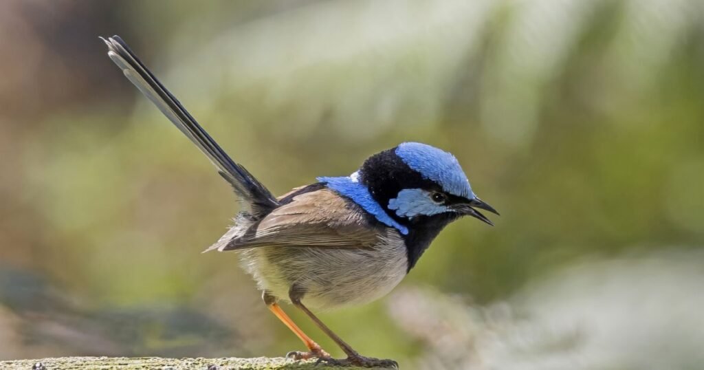 Wrens what animal eats ants