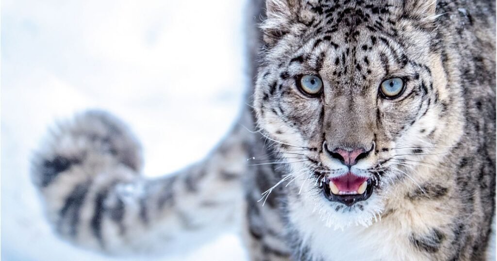 an independent animal Snow Leopard
