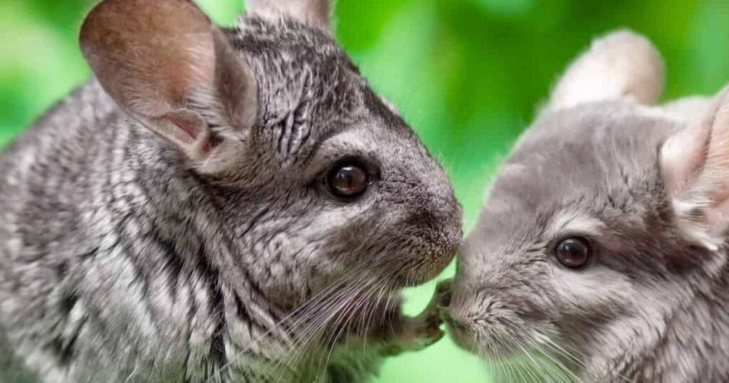 chinchilla in the list of animals with fur