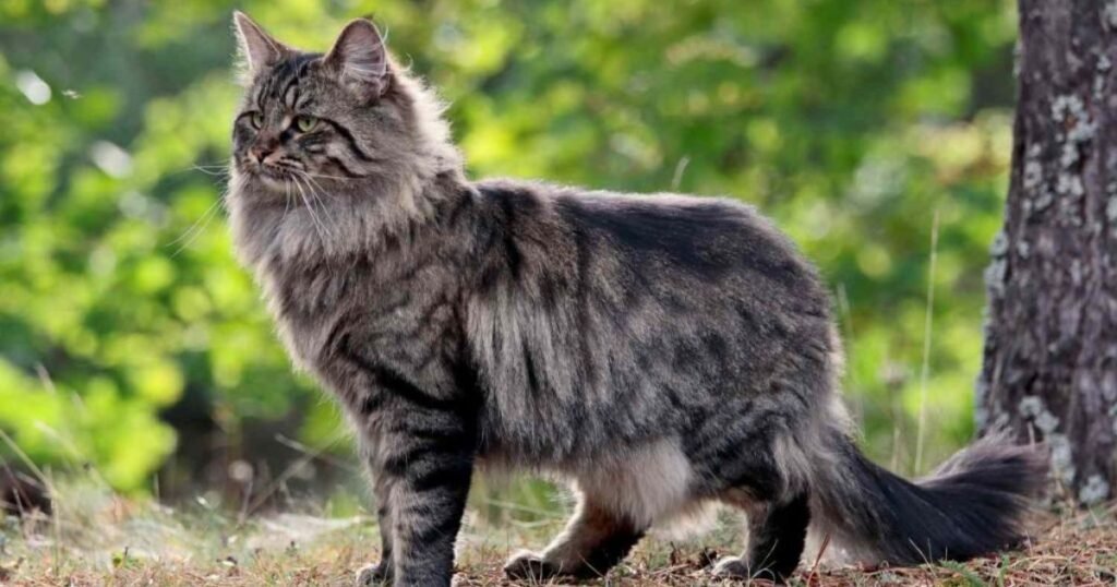 does Domestic Cat is have fur body