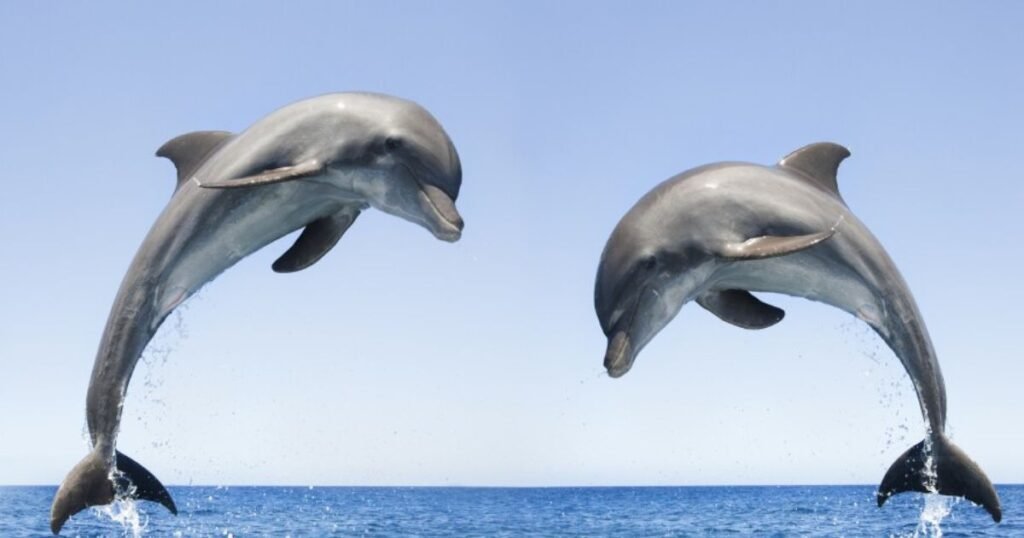 happiest animal Bottlenose Dolphin