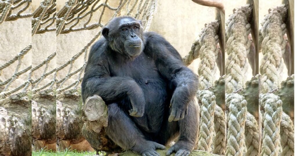 happy Chimpanzee
