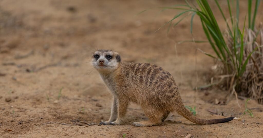 happy Meerkat