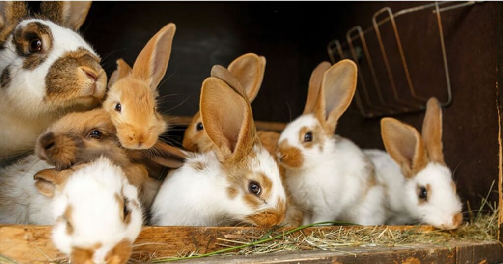 happy Rabbit