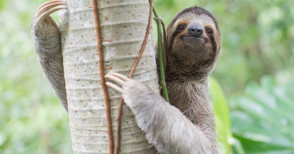 sloth cute and quiet animal