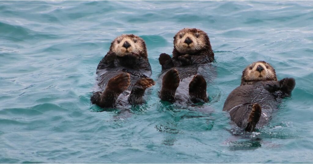 the clean Sea Otter