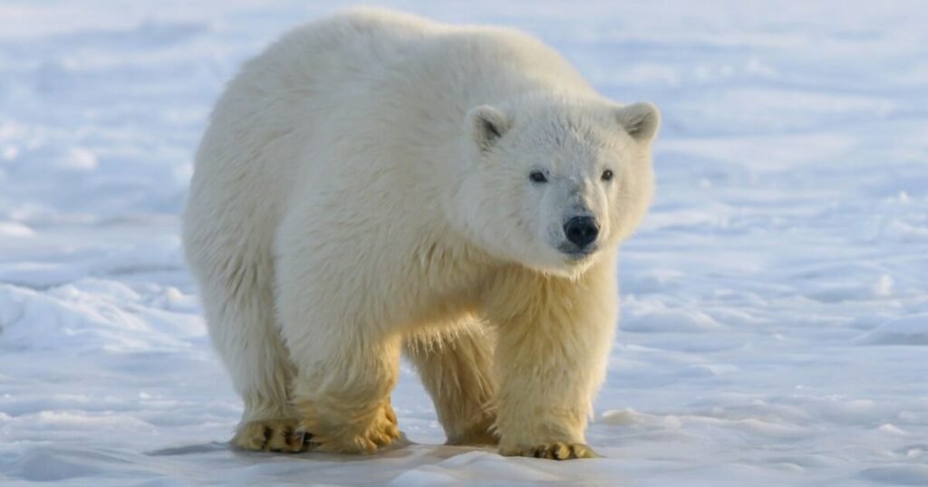 the clean animal Polar Bear