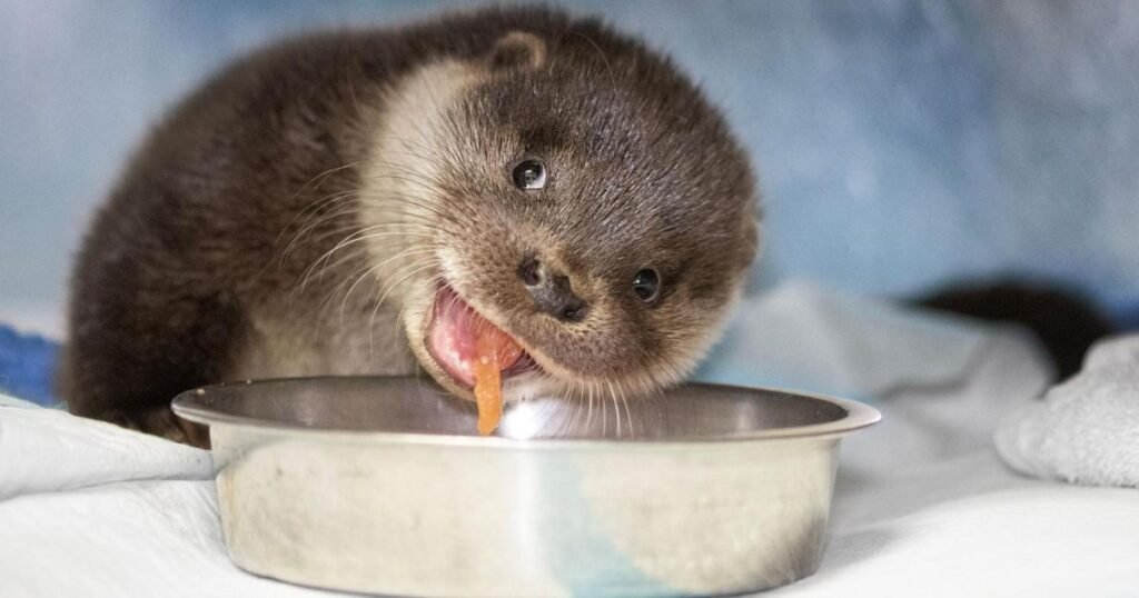 the energetic Otter