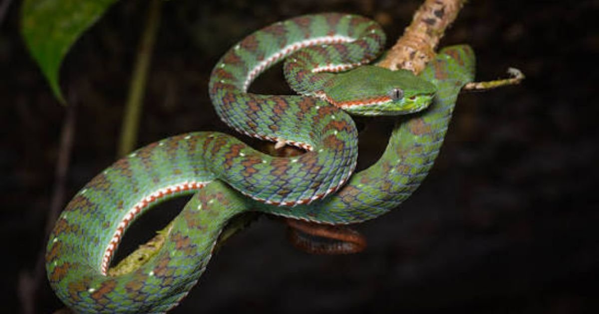 Flexible Animals in the World