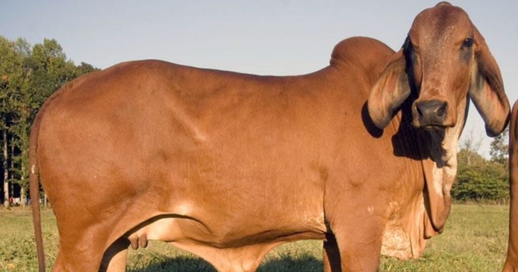 American Brahman Animals With Big Ears