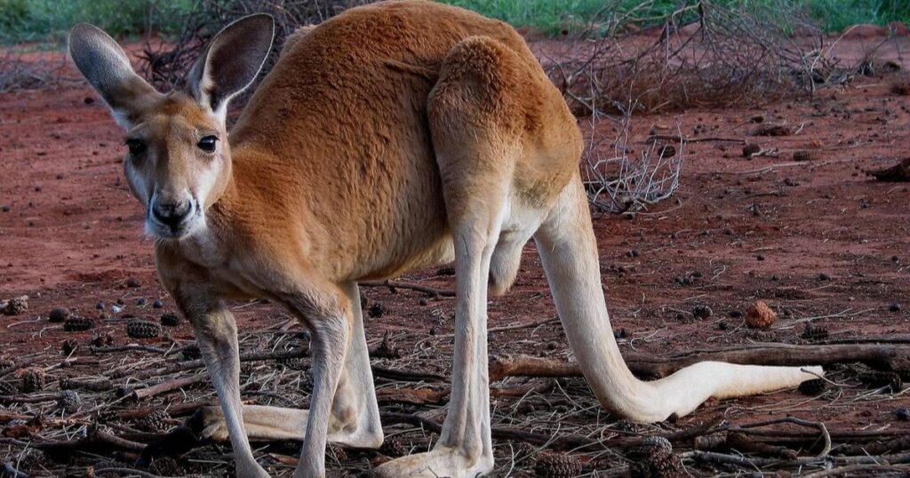 Animals With Big Ears Red Kangaroo