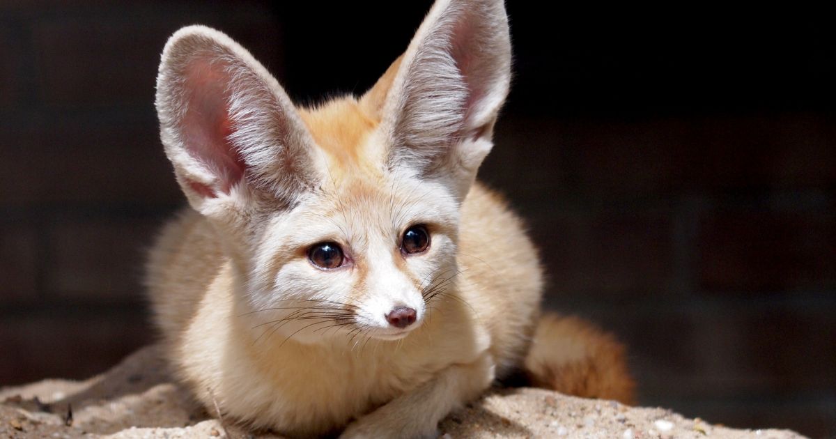 Animals With Big Ears