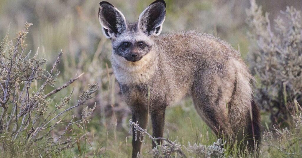 Bat-eared Fox Animals With Big Ears