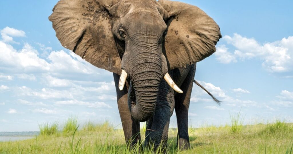 Elephant Animals With Big Ears