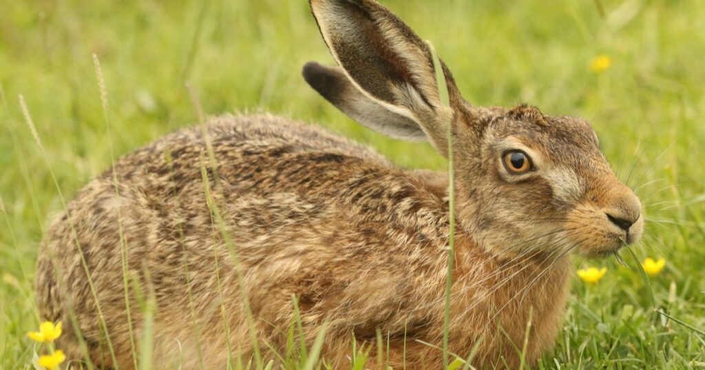 European Hare Animals With Big Ears