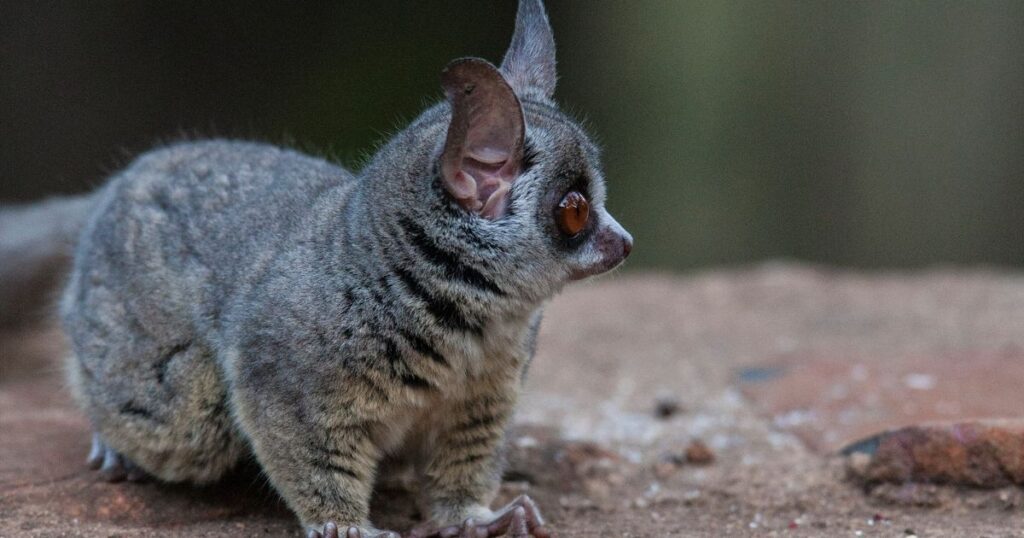Galago Animals With Big Ears