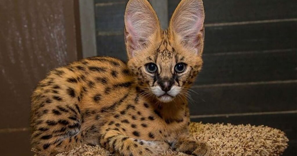 Serval Animals With Big Ears